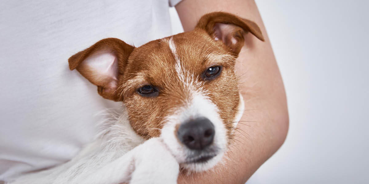 Anaplasmose Hund