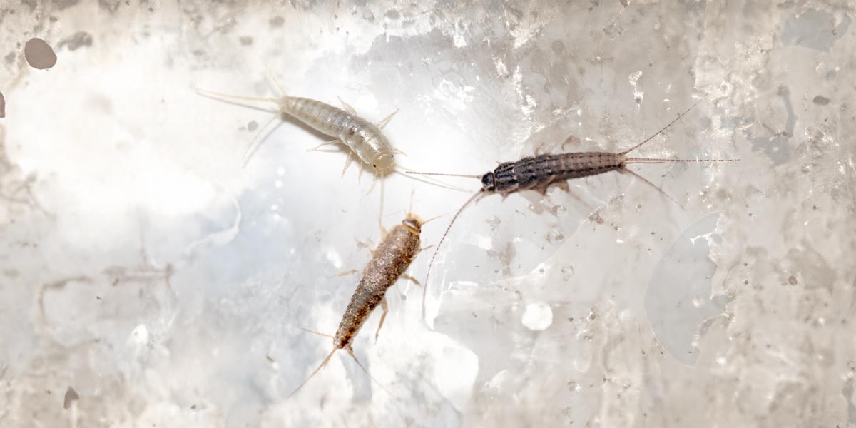 Fischchen Arten im Überblick