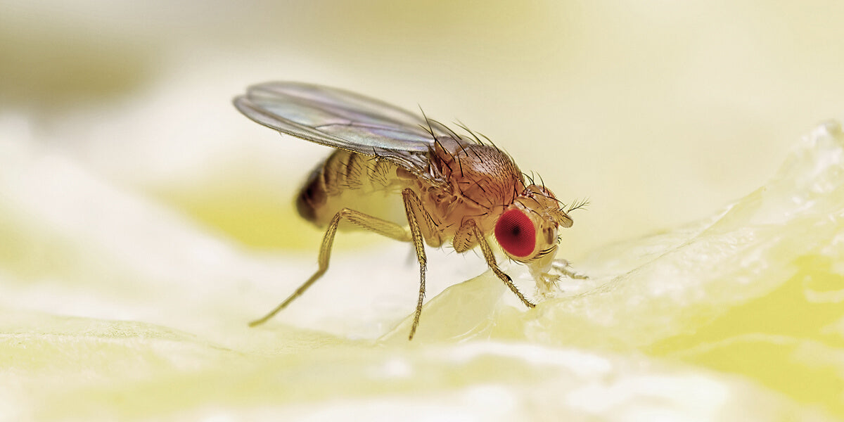 Fruchtfliege auf Obst