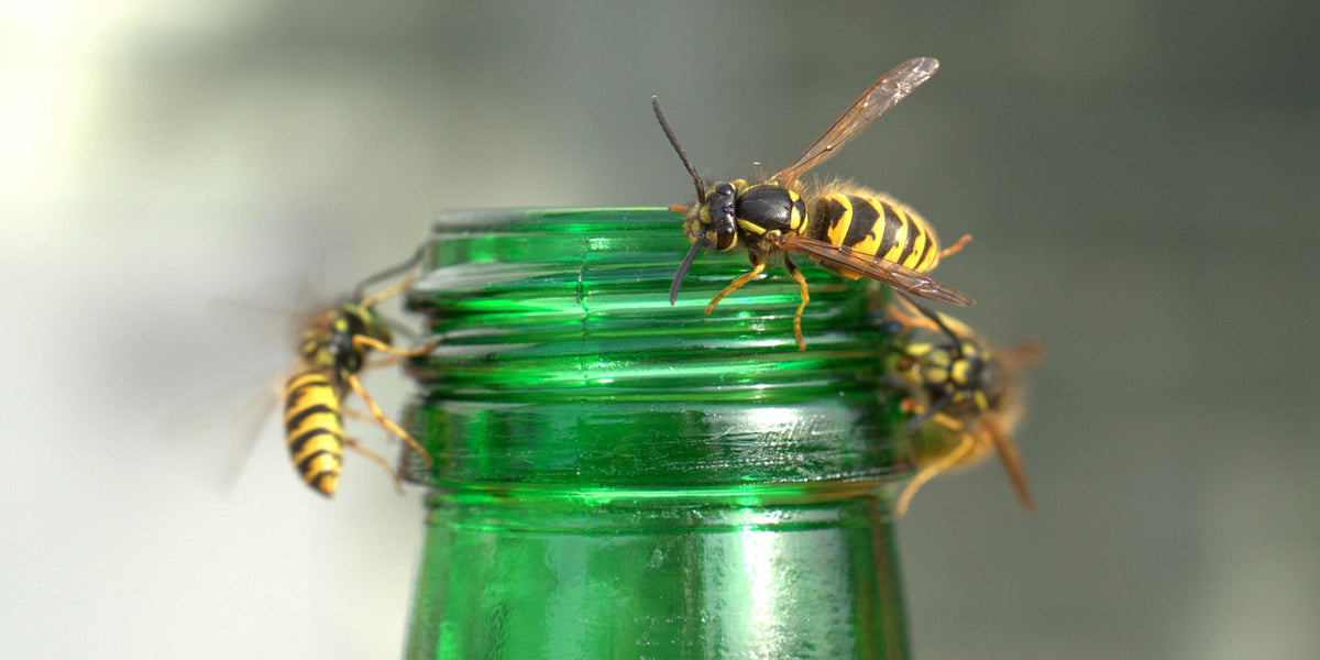 Gemeine Wespen um einen Flaschenhals