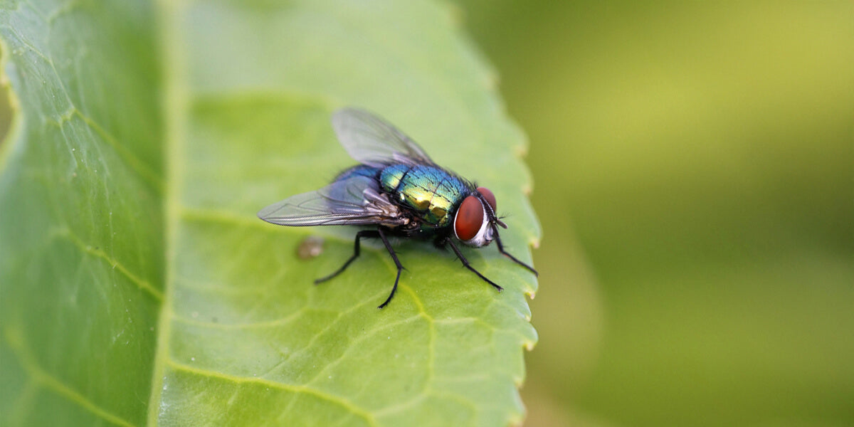 Grüne Fliege auf einem Blatt