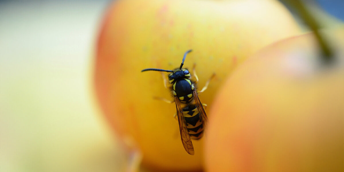 Hausmittel gegen Wespen