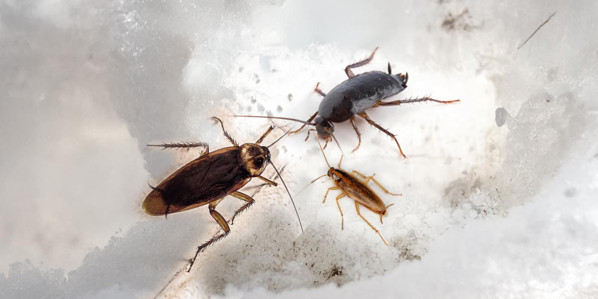 Kakerlaken Arten im Vergleich