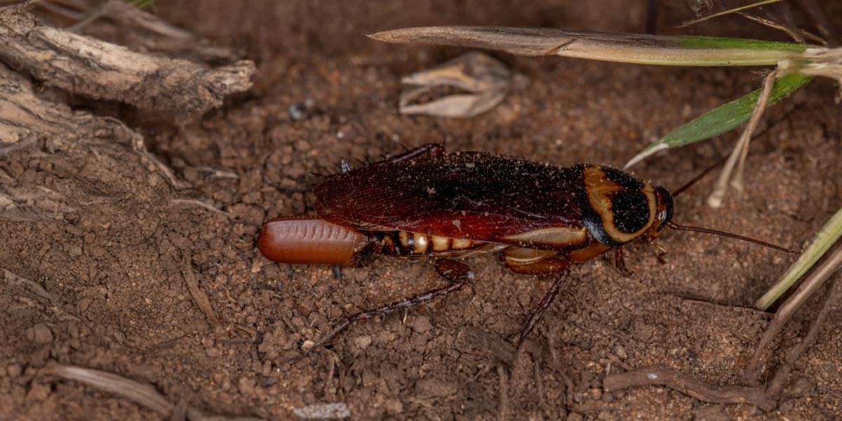 Kakerlake legt Eipaket