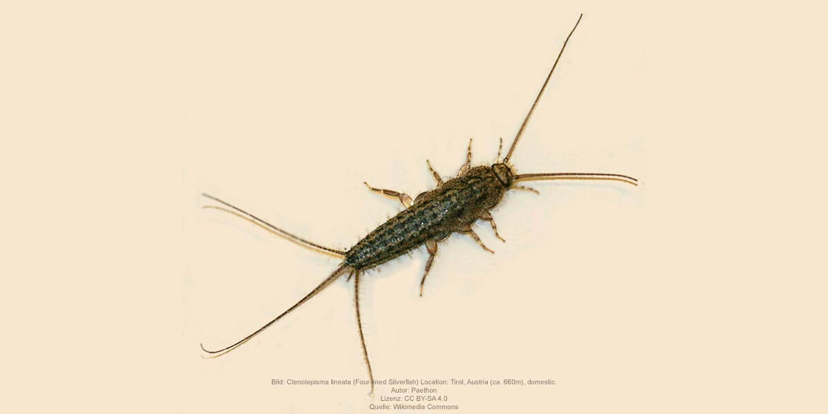 Kammfischchen, Bild: Ctenolepisma lineata (Fourened Silverfish) Location: Tirol, Austria (ca. 660m). domestic. Autor: Paethon, Lizenz: CC BY-SA 4.0, Quelle: Wikimedia Commons