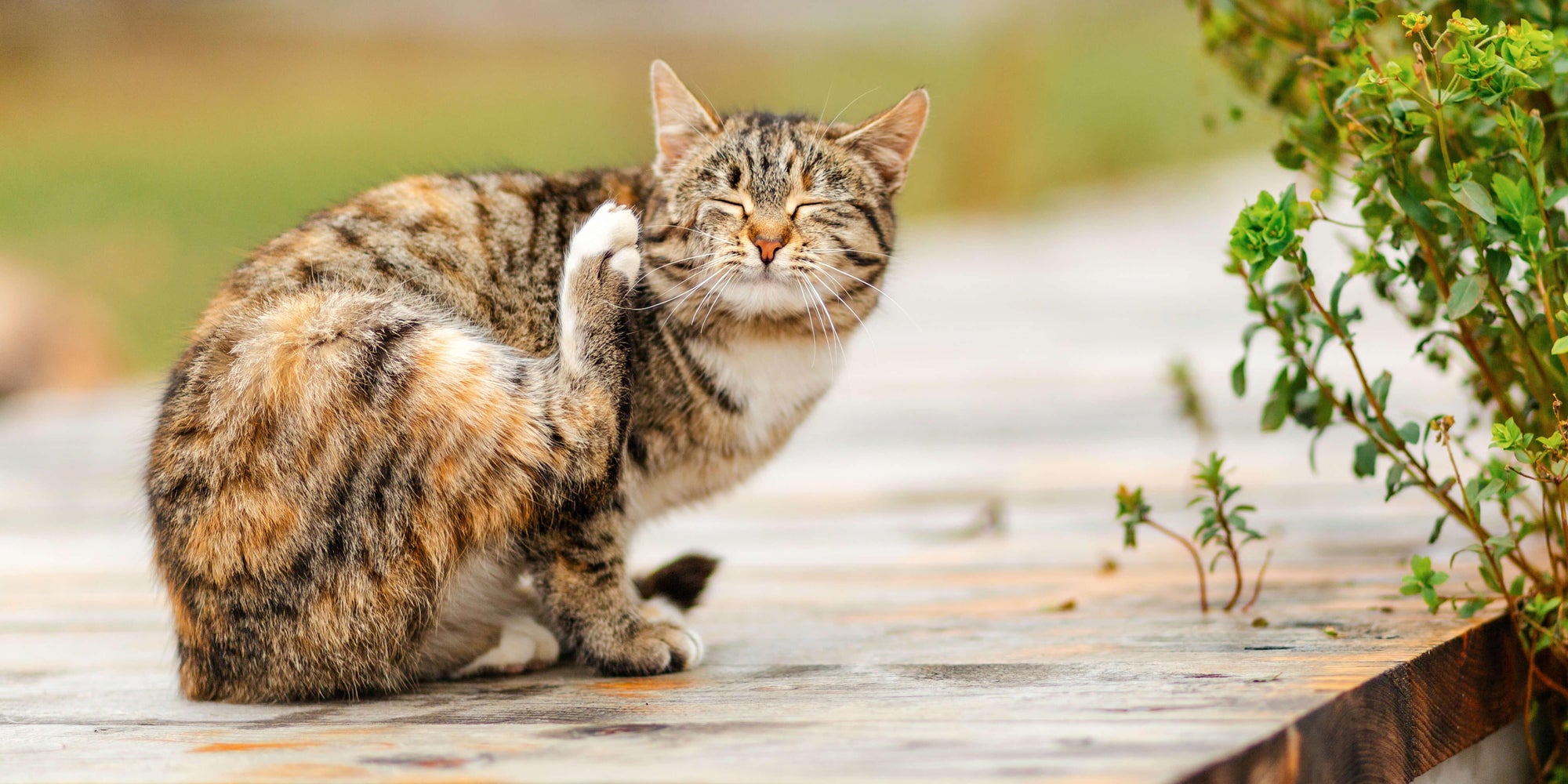 Katzenflöhe erkennen und zuverlässig bekämpfen