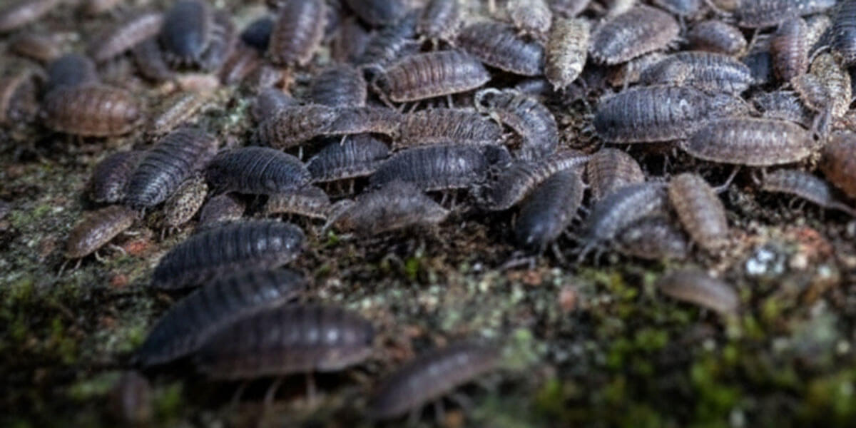 Kellerasseln auf feuchtem Boden