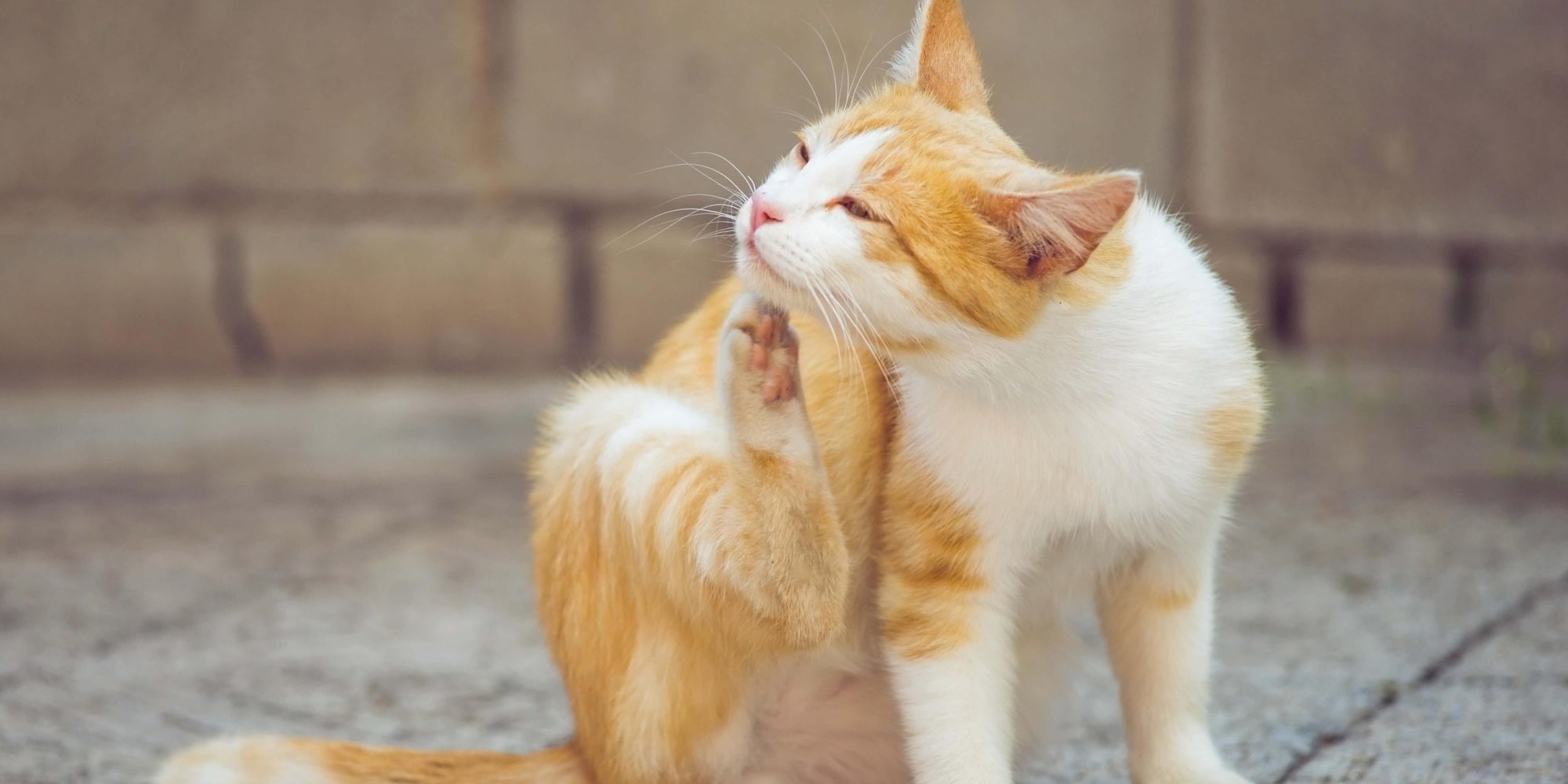 Milben und Flöhe bei Katzen