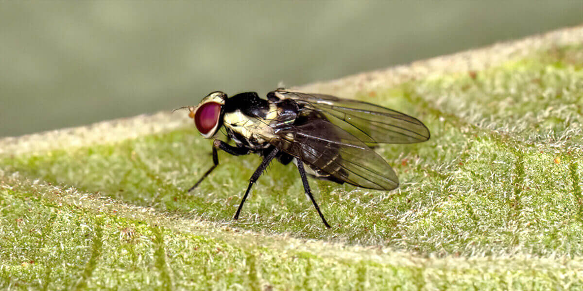 Minierfliege