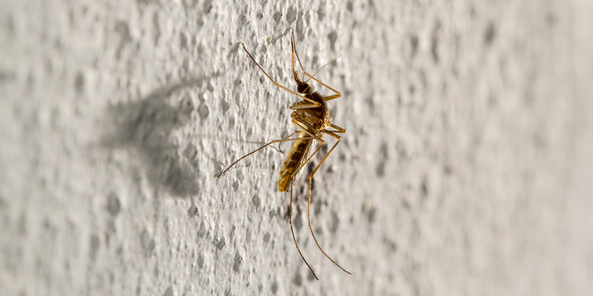 Mücke auf einer Wand