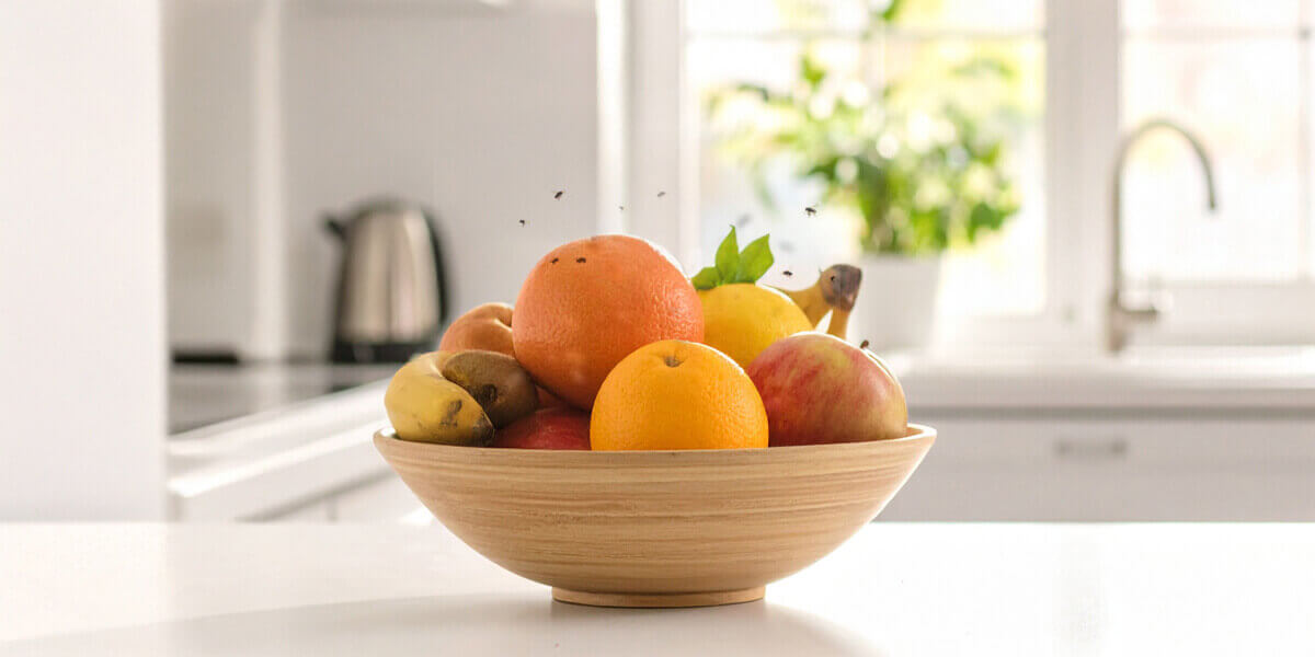Obstschale mit Fliegen