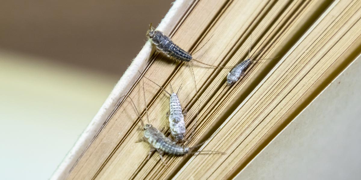 Papierfische auf Buch