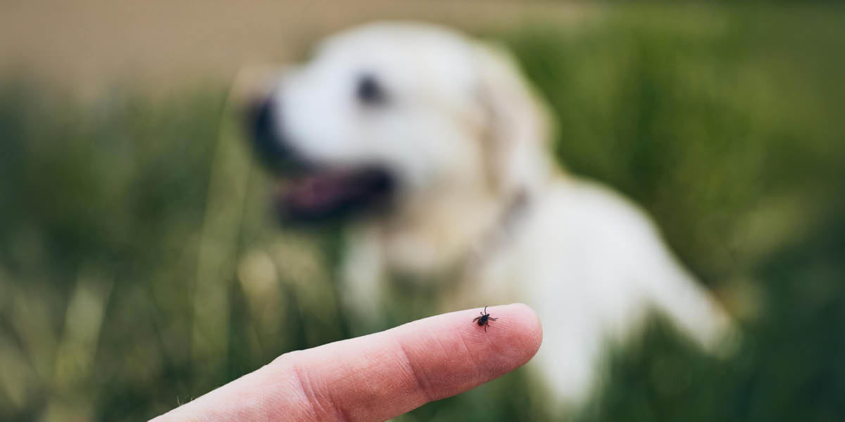 Parasiten beim Hund