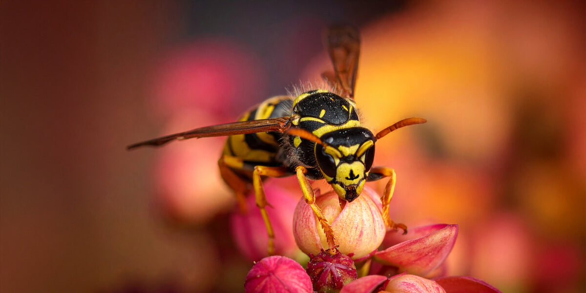 Sächsische Wespe auf Blüte