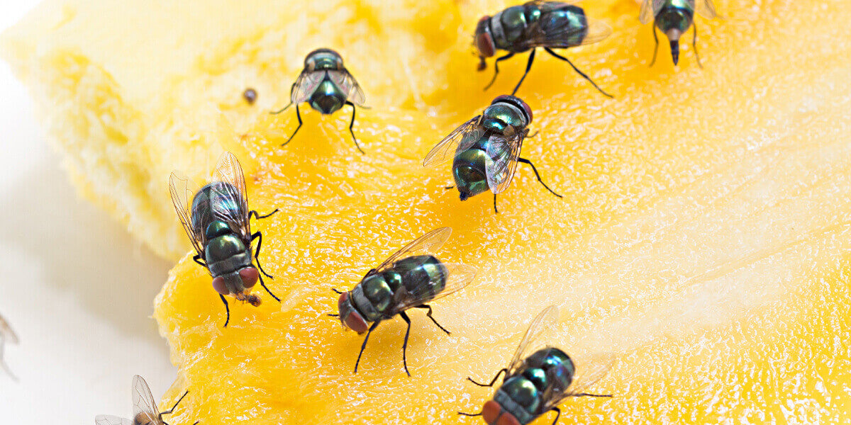 Schmeißfliegen sitzen auf Frucht