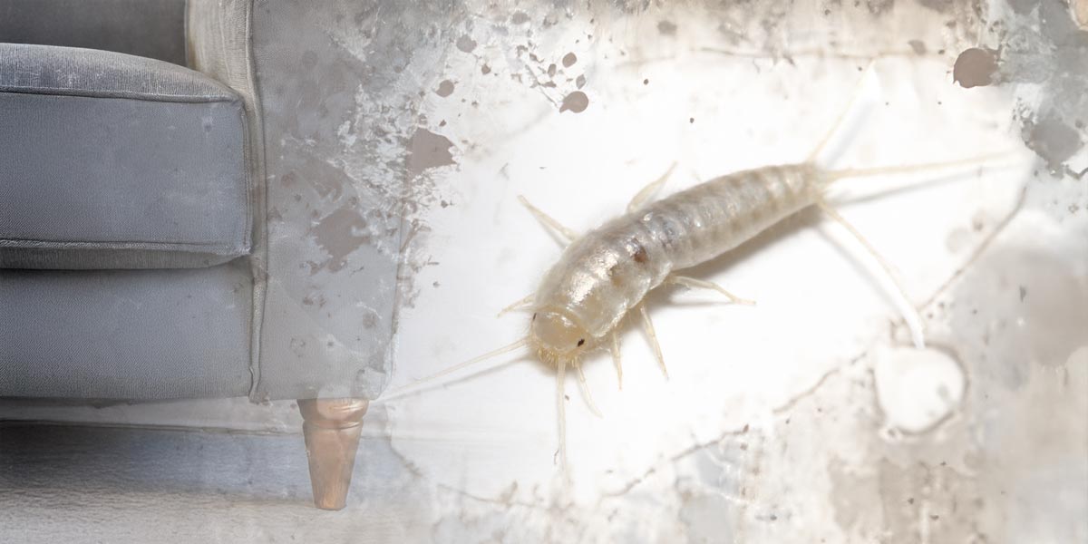 Ein alter Sessel mit einem Silberfischchen