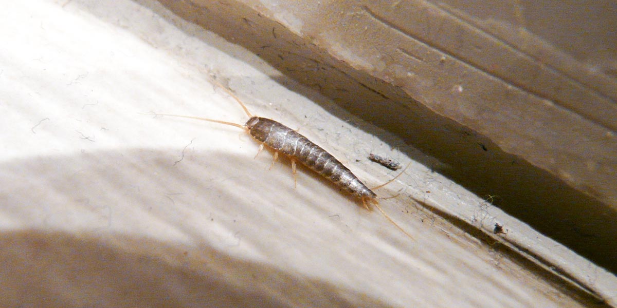 Silberfische