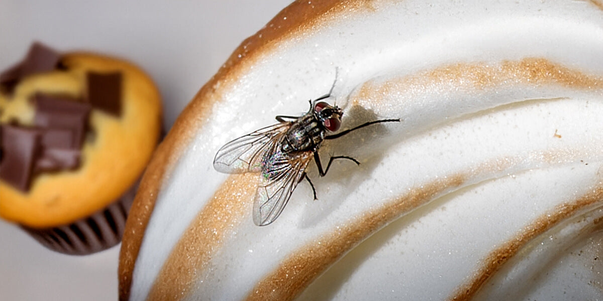 Die Große Stubenfliege im Überblick