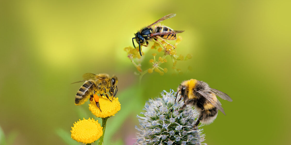 Eine Wespe, eine Biene und eine Hummel auf Blüten