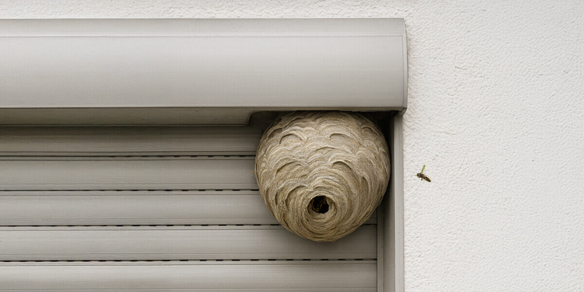 Wespennest im Rolladenkasten