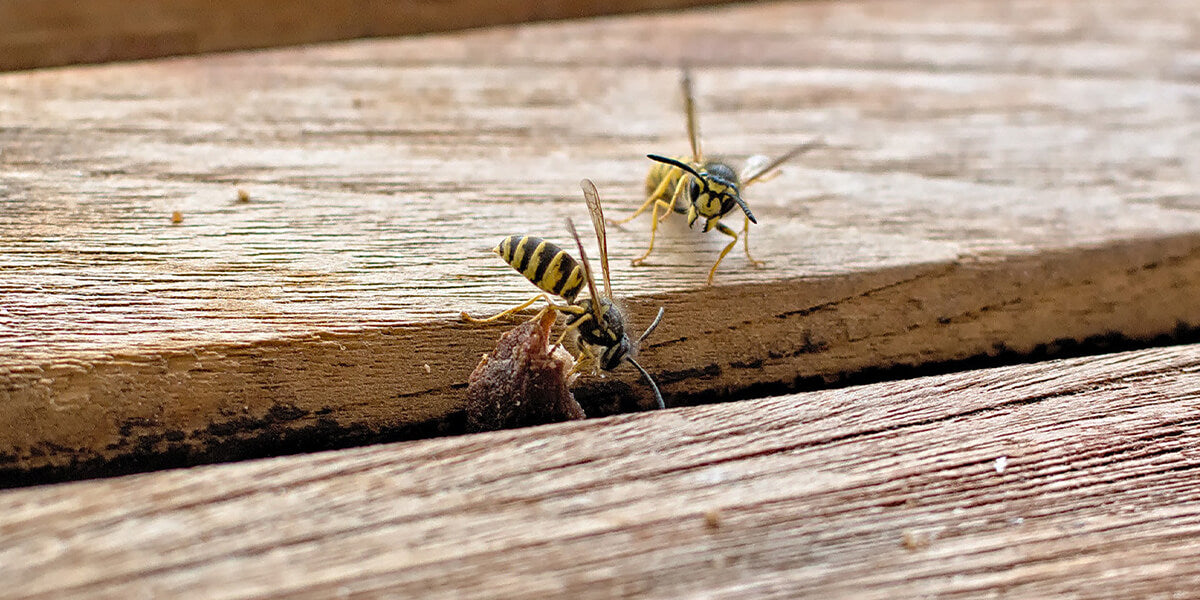 Wespen zwischen zwei Holzbalken
