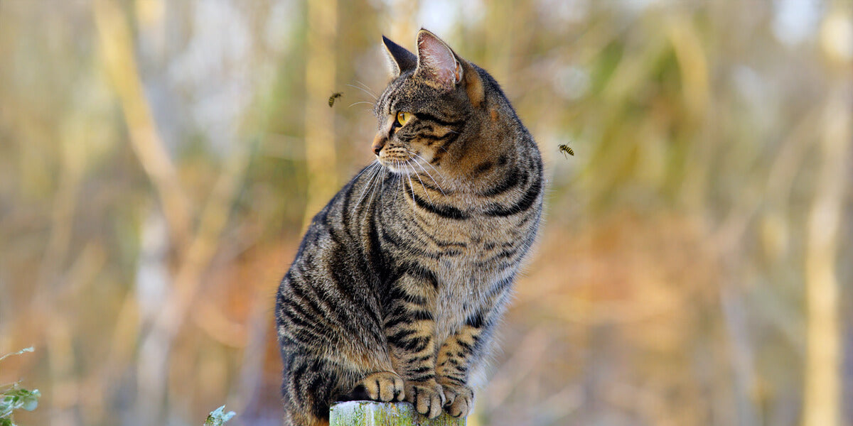 Katze sitzt draußen und zwei Wespen kreisen um ihr Gesicht