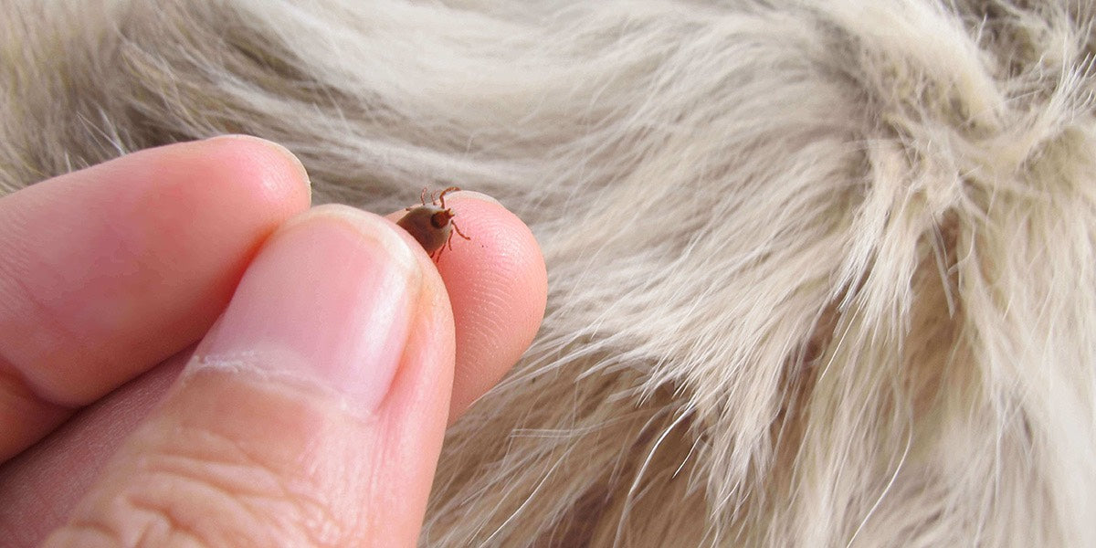Zecke im Fell