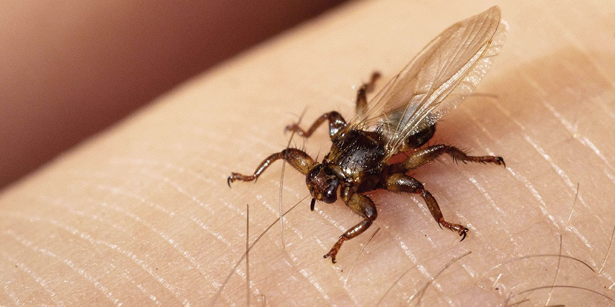 Fliegende Zecken: Infos rund um die Hirschlausfliege
