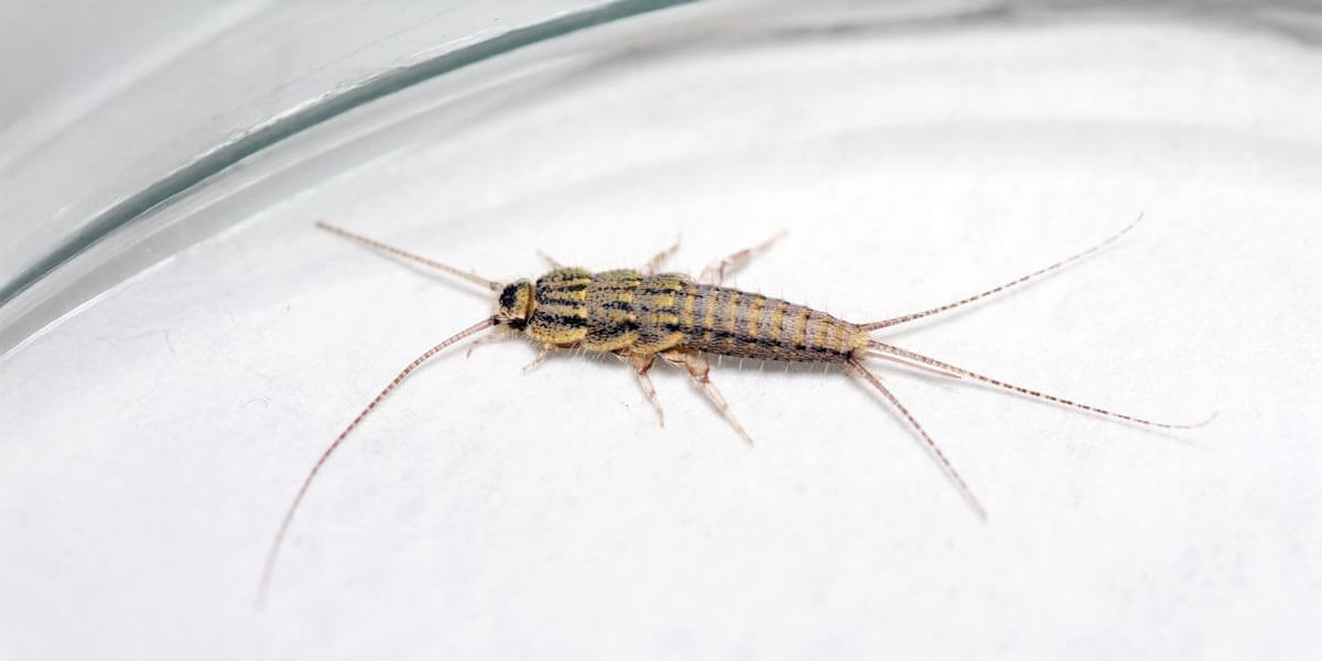 ofenfischchen_a454c276-fce2-4a2a-9e50-95f0e23de197.jpg?v\u003d1744916439