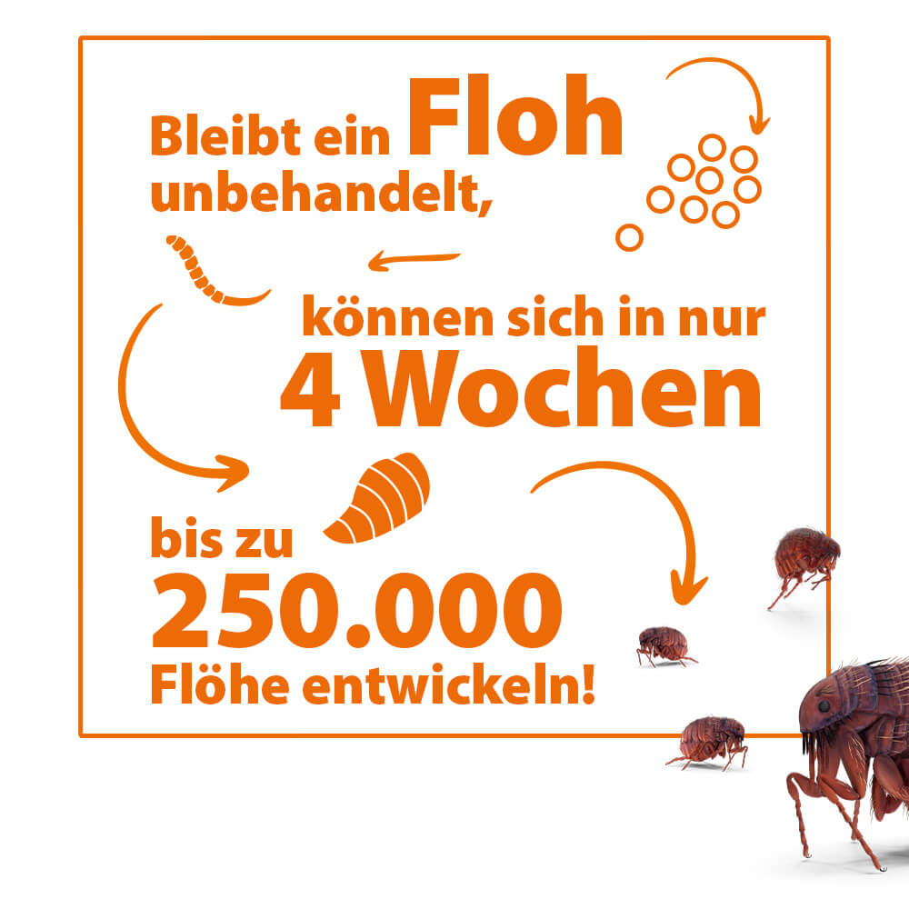 Bleibt ein Floh unbehandelt, können sich in nur 4 Wochen bis zu 250000 Flöhe entwickeln-Infografik