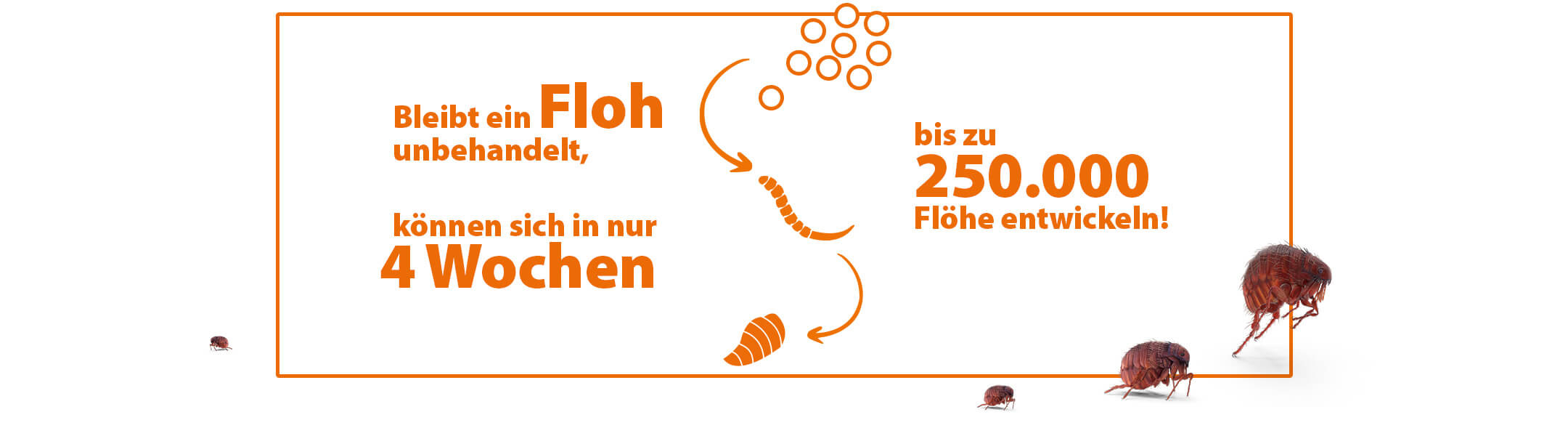 Bleibt ein Floh unbehandelt, können sich in nur 4 Wochen bis zu 250000 Flöhe entwickeln-Infografik
