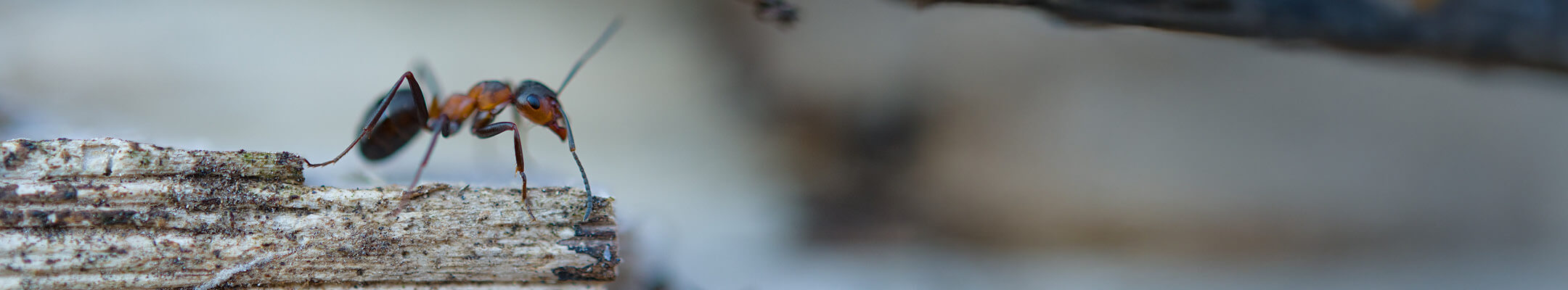 Ameise auf Holzstück desktop