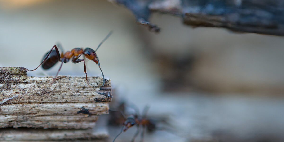 Ameise auf Holzstück header