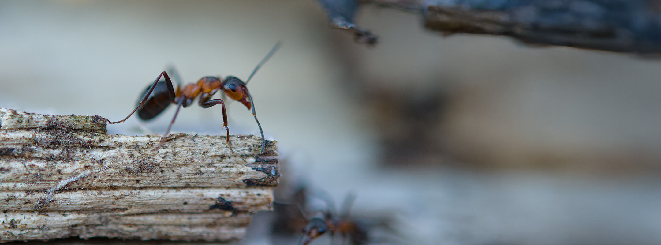 Ameise auf Holzstück mobile