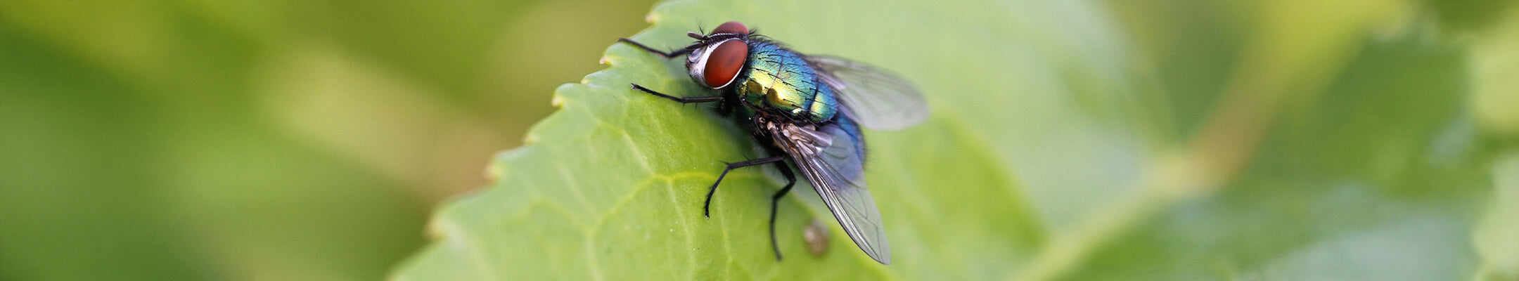 Fliege auf einem grünen Blatt