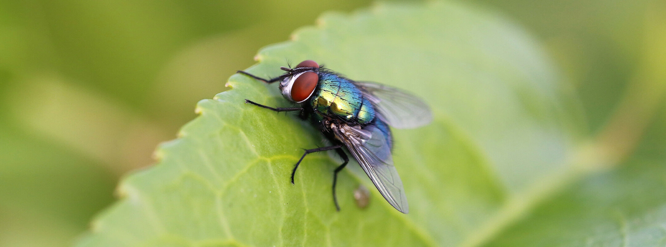 Fliege auf einem grünen Blatt