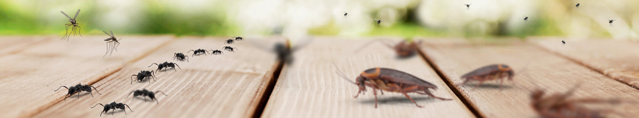 Ungeziefer krabbeln auf Holzboden