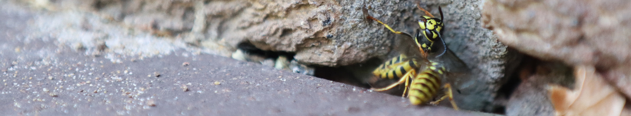 Wespe zwischen Steinen