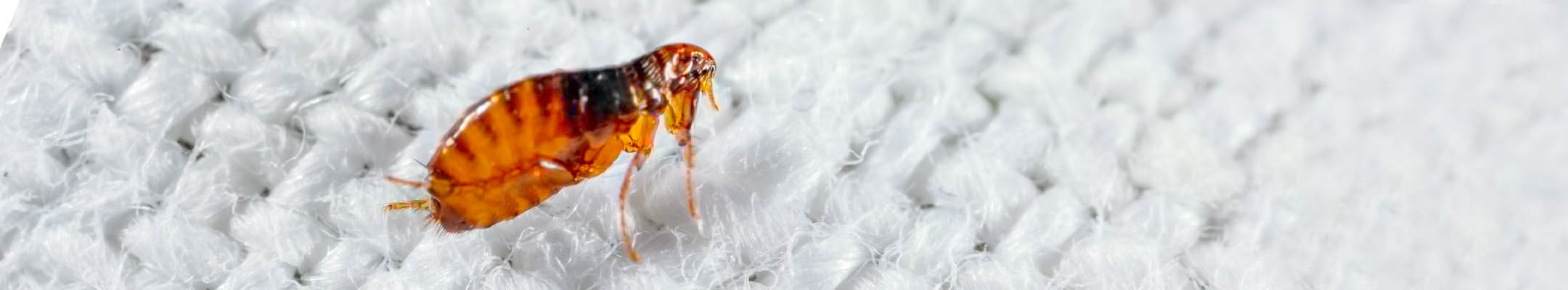 ARDAP Floh in der Umgebung