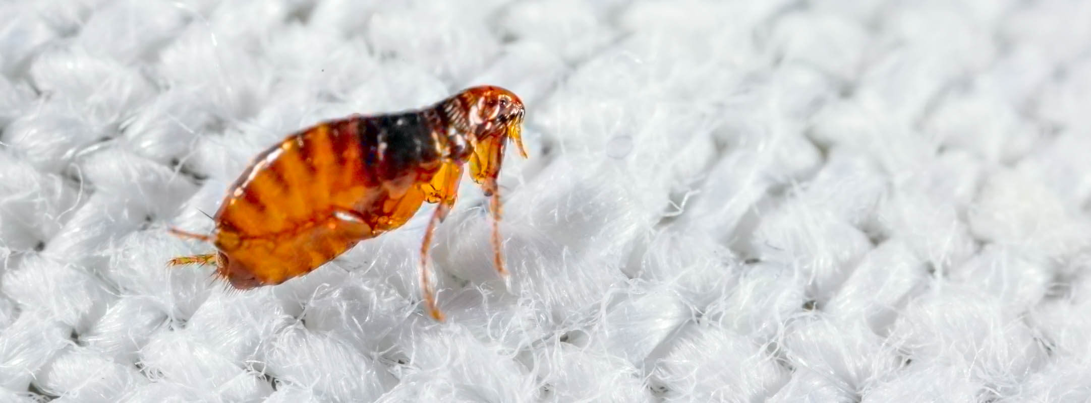 ARDAP Floh in der Umgebung