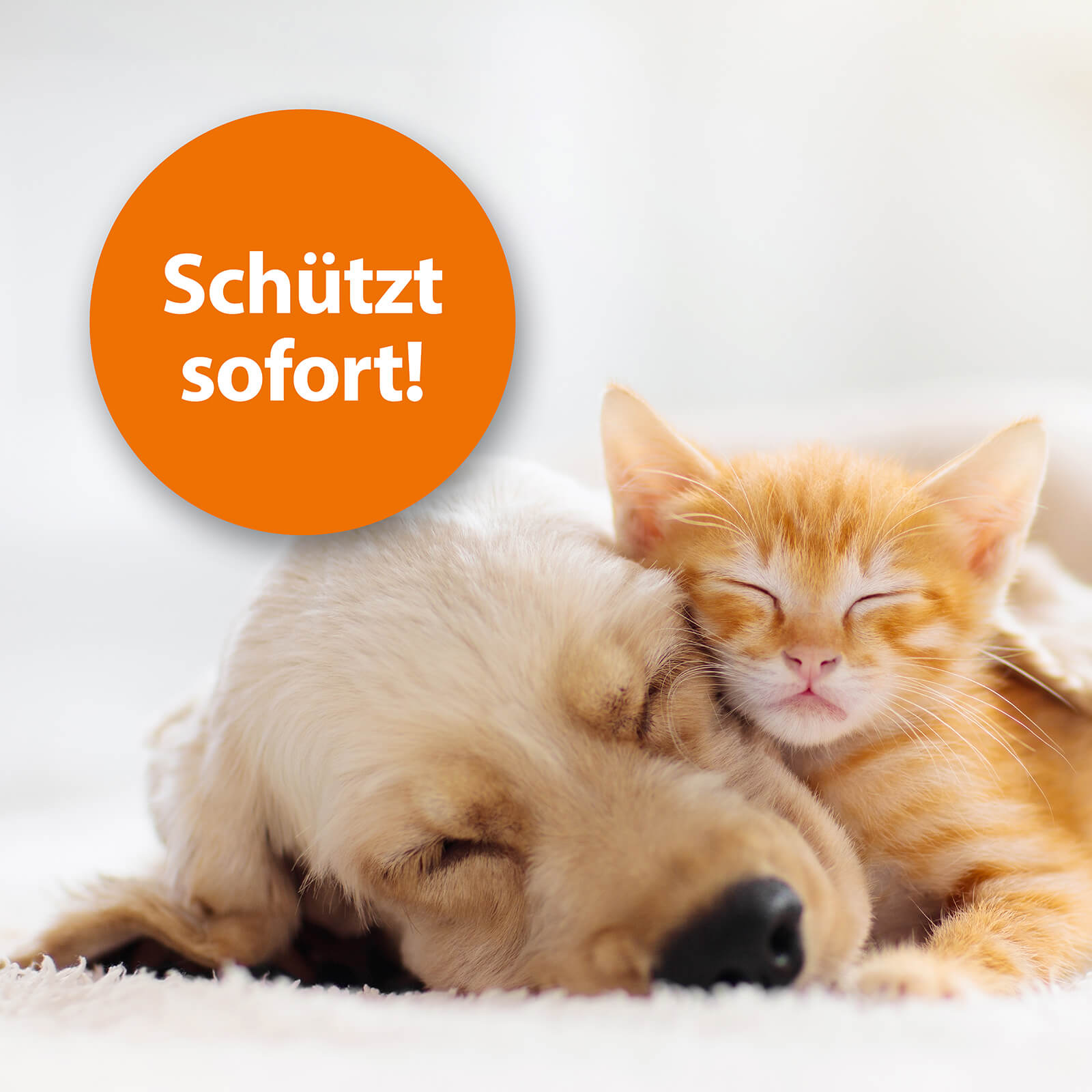 ARDAP Flohspray für Hund und Katze schützt sofort