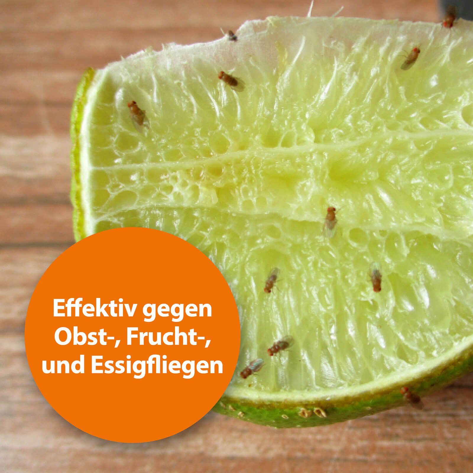 ARDAP Fruchtfliegenfalle effektiv gegen Obst-, Frucht- und Essigfliegen