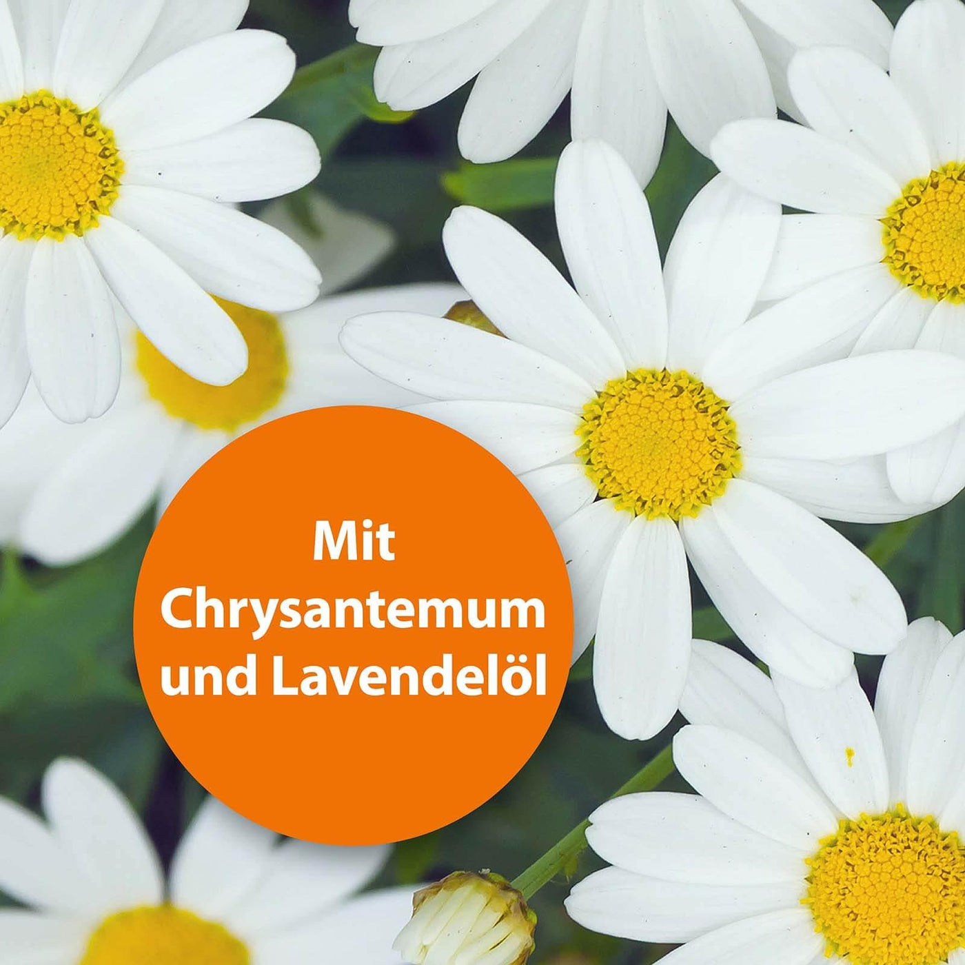 Blumenwiese mit der Schrift "Mit Chrysantemum und Lavendelöl"