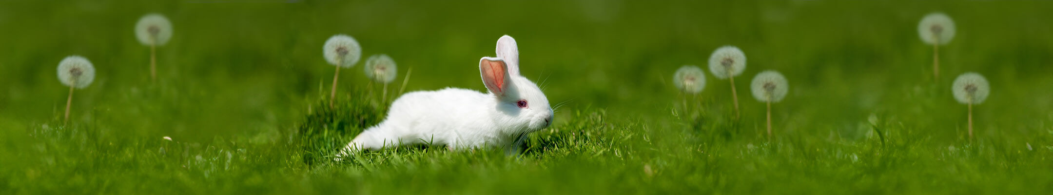 ARDAP Nager und Kleintiere