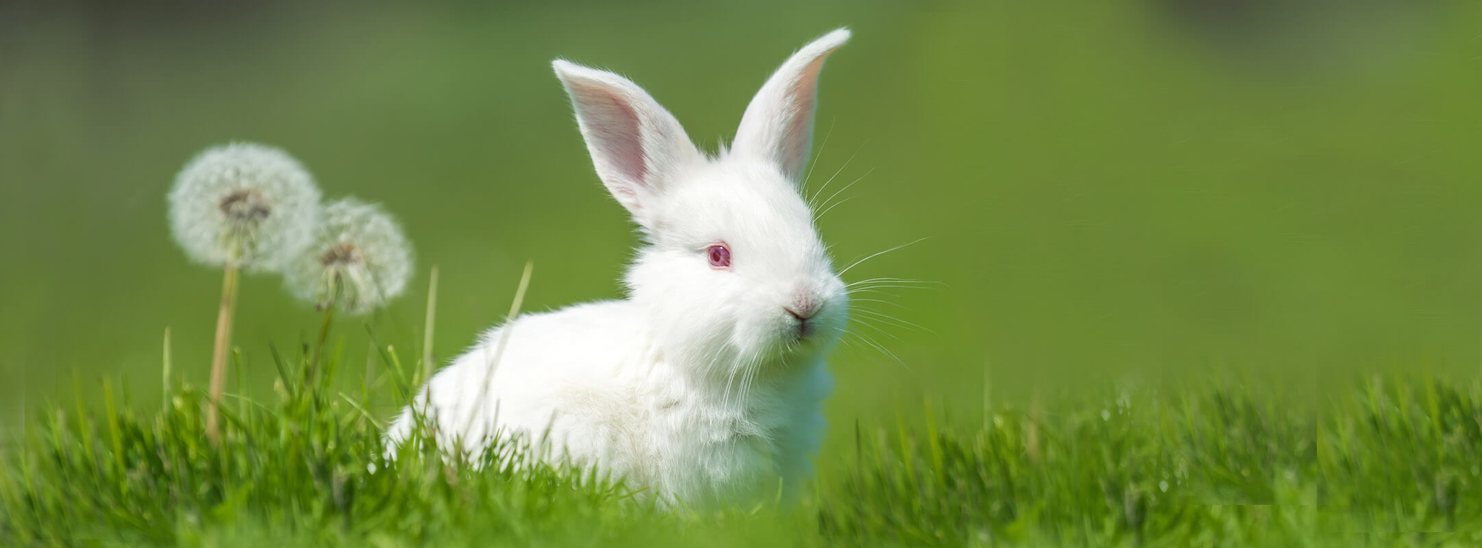 ARDAP Nager und Kleintiere