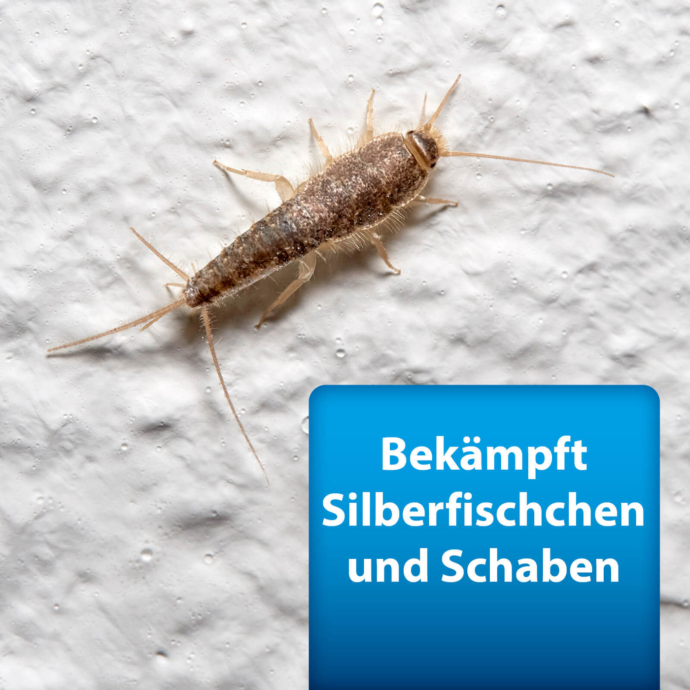 Nahaufnahme von Silberfischchen mit Text "Bekämpft Silberfischchen und Schaben"