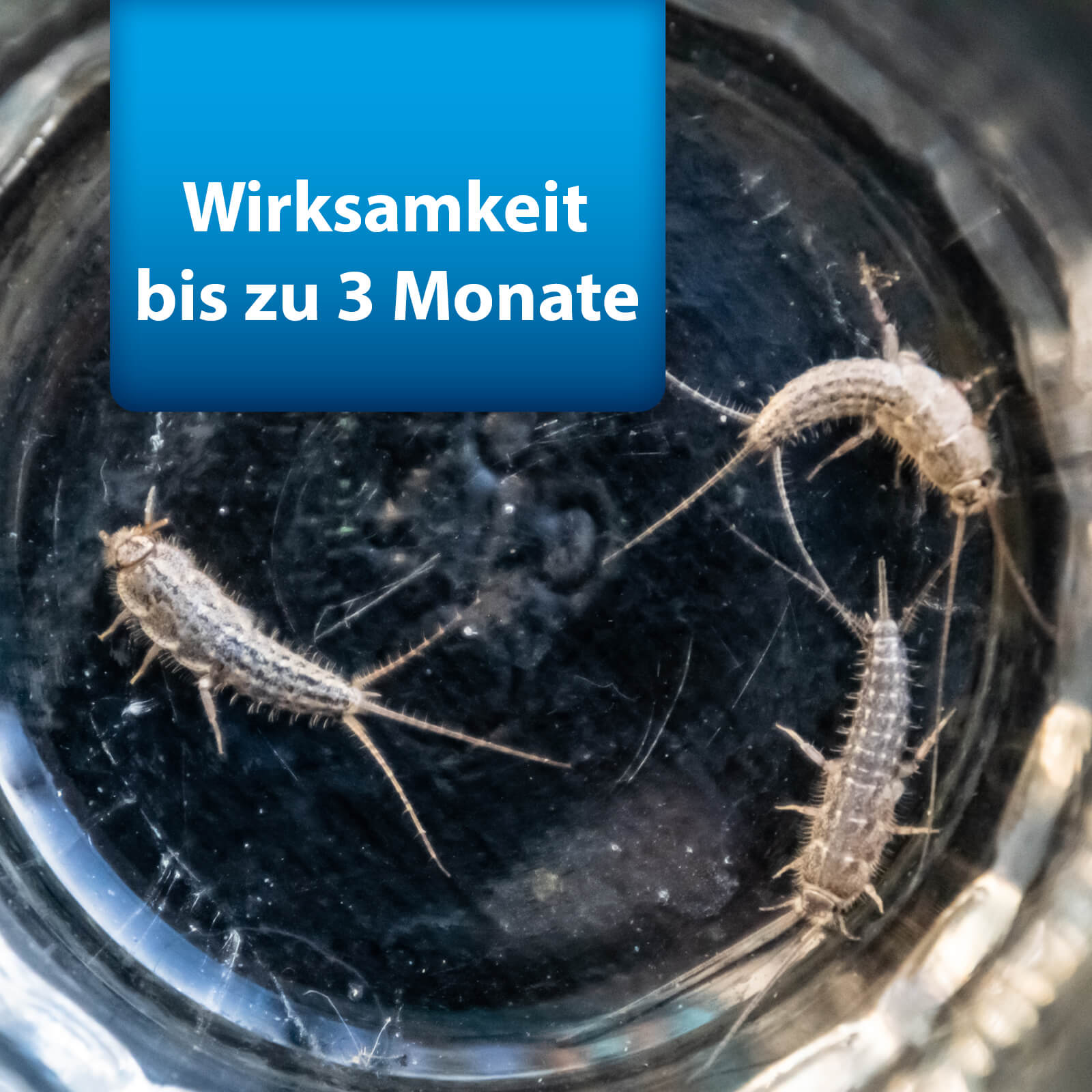 Bild von Silberfischchen mit Text "Wirksamkeit bis zu 3 Monate"