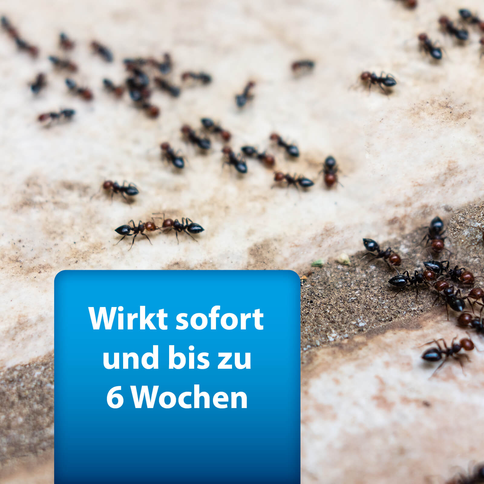 Bild von Ameisen mit Text "Wirkt sofort und bis zu 6 Wochen"