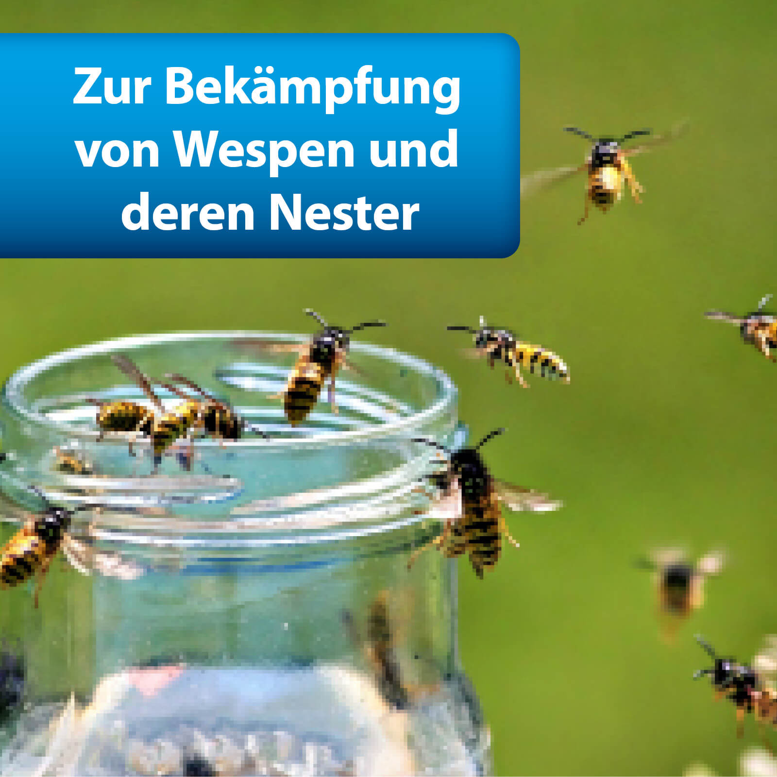 Wespen fliegen um Glas herum - Zur Bekämpfung von Wespen
