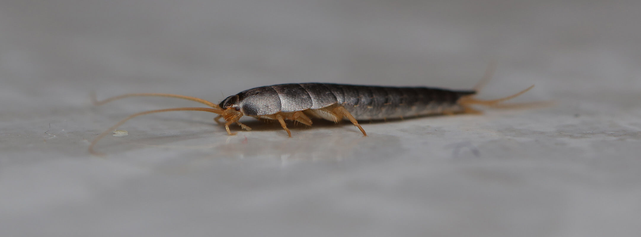 ARDAP Silberfischchen